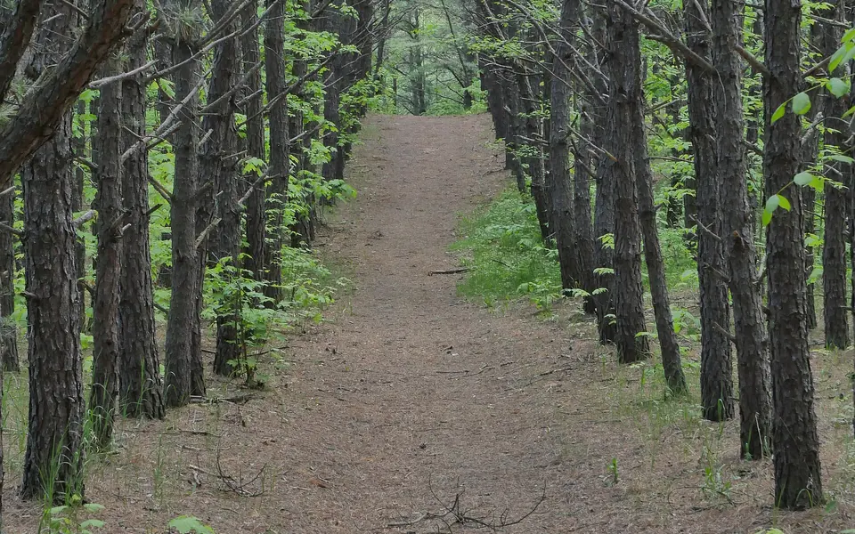 A dirt walking path through a pine forest